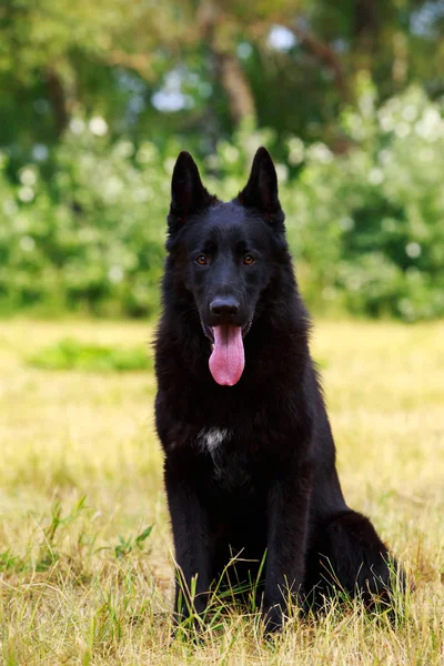 Raça cão pastor alemão — Fotografia de Stock