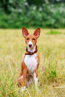 Köpek doğurmak alçaklık