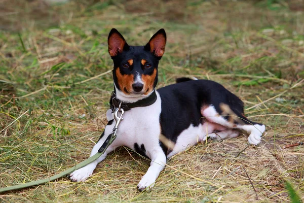 Raça de cães Basenji — Fotografia de Stock