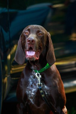 Alman shorthaired ibre