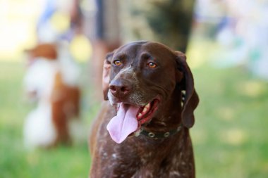 Alman shorthaired ibre