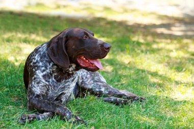 Alman shorthaired ibre