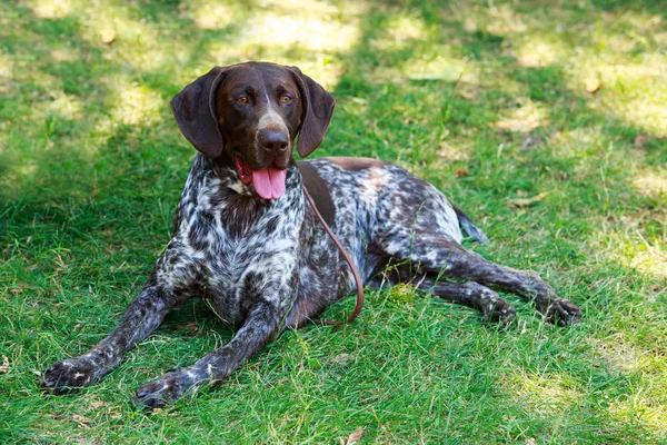 Alman shorthaired ibre — Stok fotoğraf