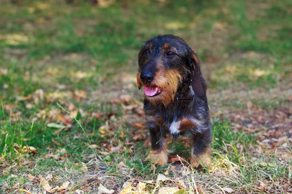 Perro de raza dachshund de pelo de alambre — Foto de Stock