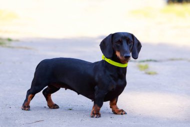 köpek doğurmak dachshund