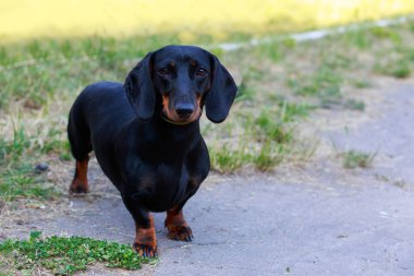 köpek doğurmak dachshund