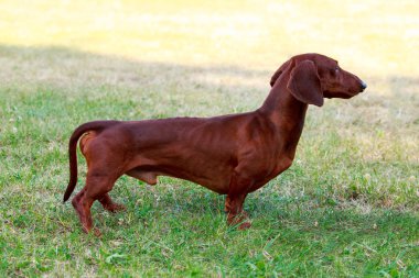 köpek doğurmak dachshund