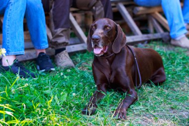 Alman shorthaired ibre