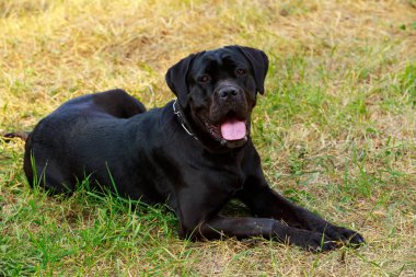 Dog breed Cane Corso Italiano