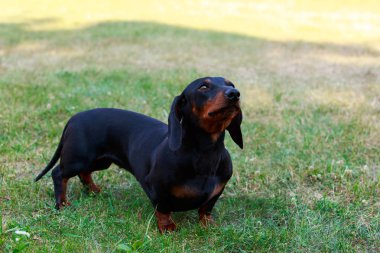 köpek doğurmak dachshund