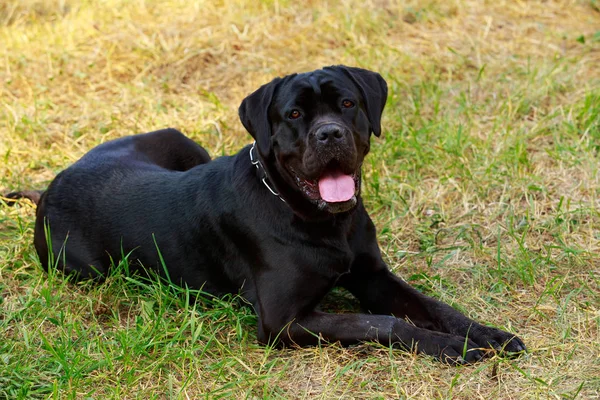 Hund ras Cane Corso Italiano — Stockfoto