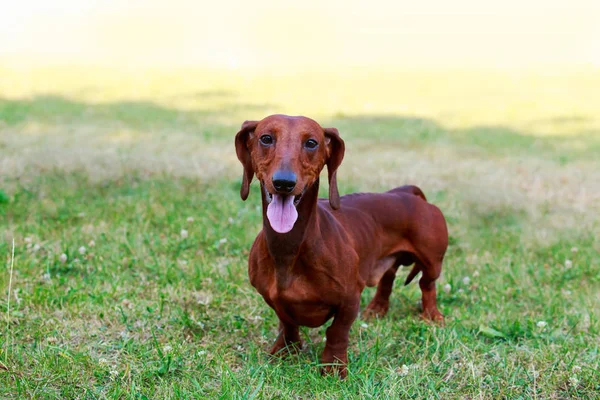 Hunderasse Dackel — Stockfoto