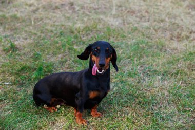köpek doğurmak dachshund