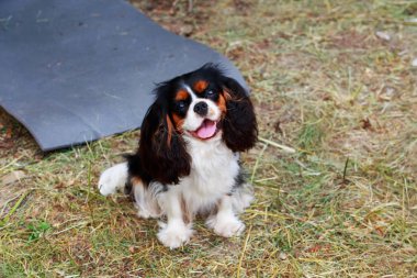 Şövalye Kral Charles Spaniel