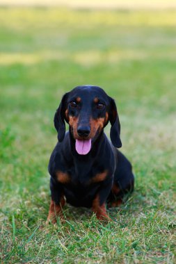 köpek doğurmak dachshund