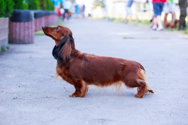 Dog breed long haired dachshund — Stock Photo, Image
