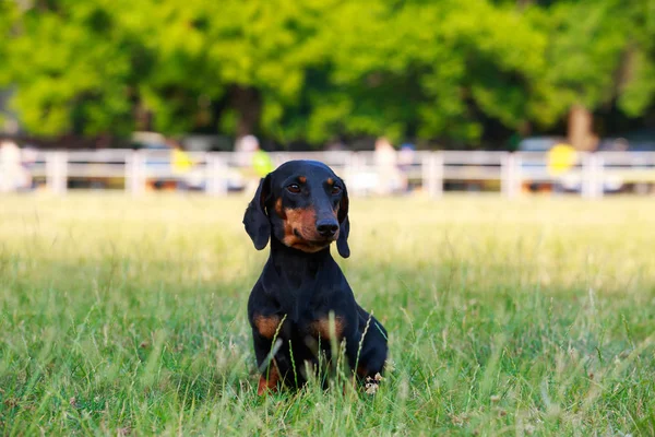 Hunderasse Dackel — Stockfoto