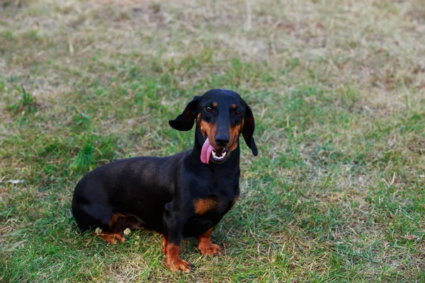 Raza de perro Dachshund — Foto de Stock