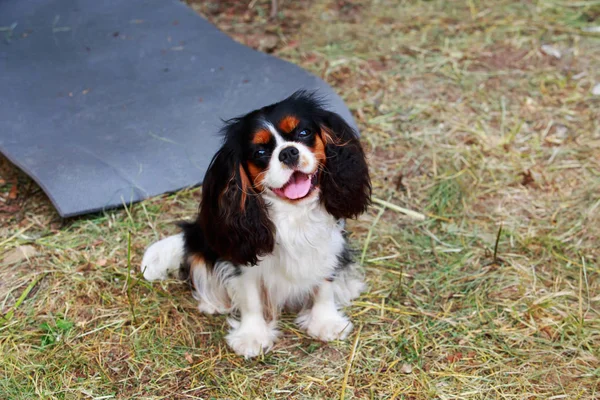 Kavalierkönig Charles Spaniel — Stockfoto