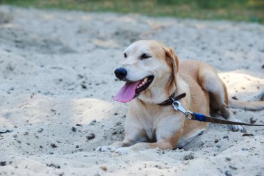 Köpek ırkı Rus Hound