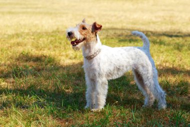 Köpek doğurmak tilki korkunç
