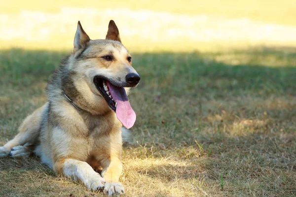 Raza de perros Laika siberiana occidental —  Fotos de Stock