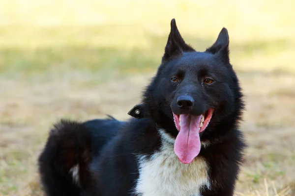 Race canine russe européenne Laika — Photo