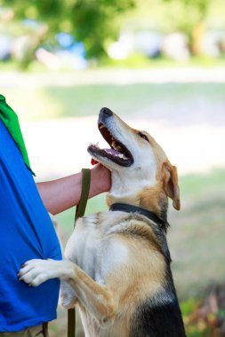 Köpek ırkı Rus Hound
