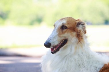 Köpek ırkı Rus tazı tazı