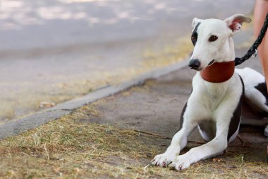 Köpek ırkı Whippet