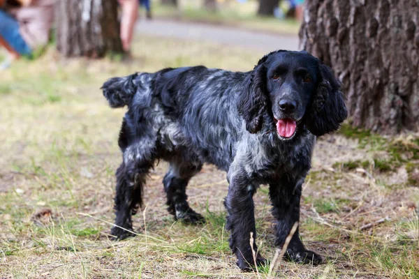 Raza de perro caza rusa Spaniel — Foto de Stock