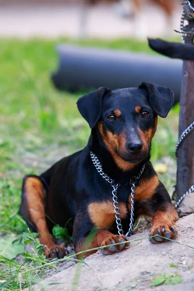 Raça cão alemão Jagdterrier — Fotografia de Stock