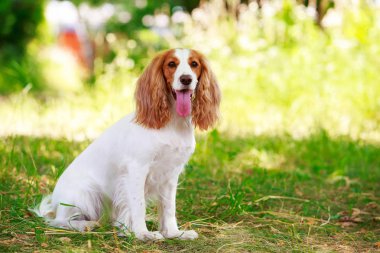 Köpek ırkı Rus av spaniel