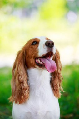 Köpek ırkı Rus av spaniel