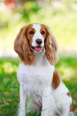 Köpek ırkı Rus av spaniel