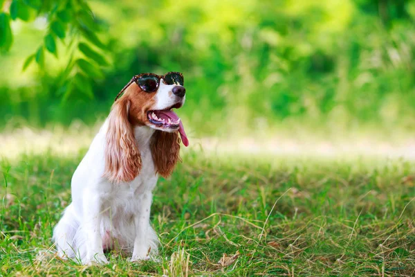 Raza de perro caza rusa Spaniel — Foto de Stock