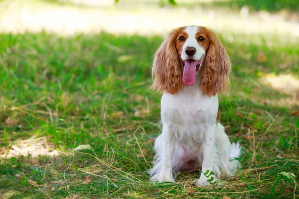 Race de chien chasse russe Spaniel — Photo