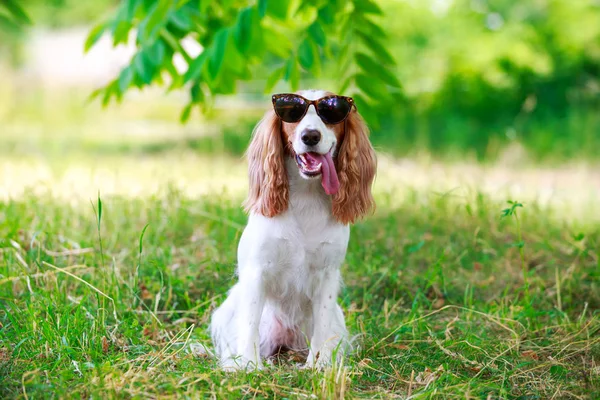 Cane razza caccia russa Spaniel — Foto Stock