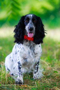 Köpek ırkı Rus av spaniel