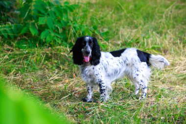 Köpek ırkı Rus av spaniel