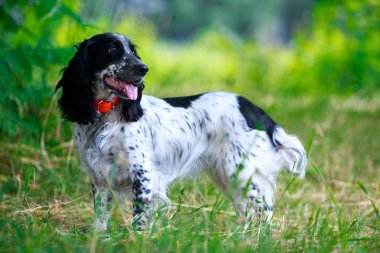 Köpek ırkı Rus av spaniel