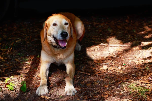 Raza de perro Sabueso ruso — Foto de Stock