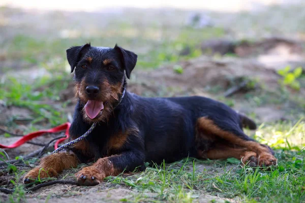 Pies rasy niemiecki Jagdterrier — Zdjęcie stockowe