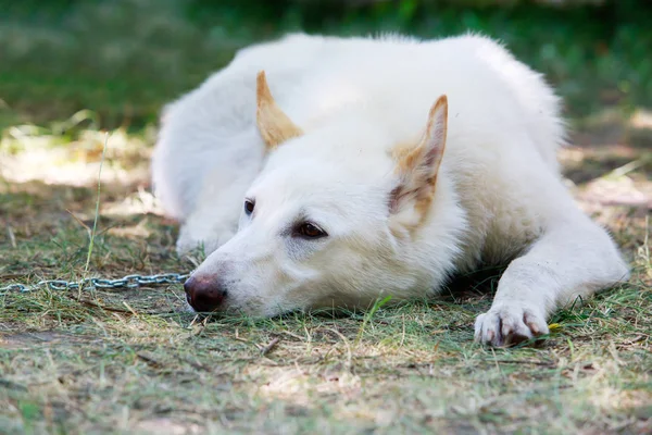 Raça de cães West Siberian Laika — Fotografia de Stock