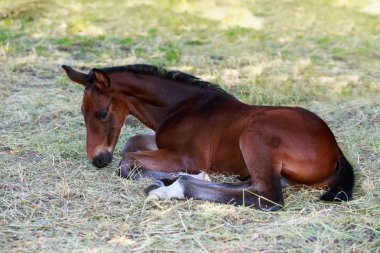 Soy ağacı güzel at