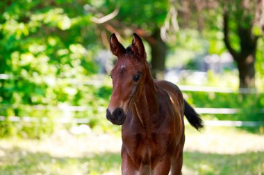 Soy ağacı güzel at