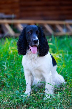 Köpek ırkı Rus av spaniel
