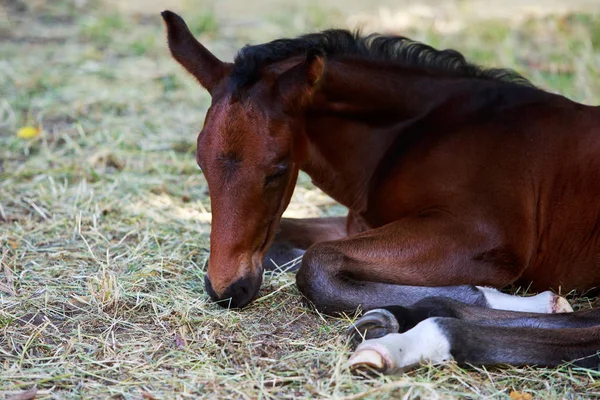 Rodokmen krásný kůň — Stock fotografie