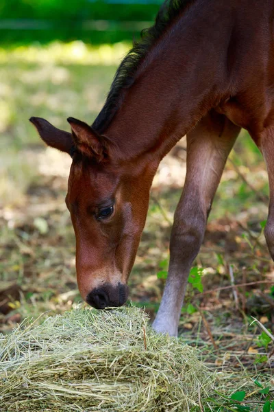 Rodokmen krásný kůň — Stock fotografie