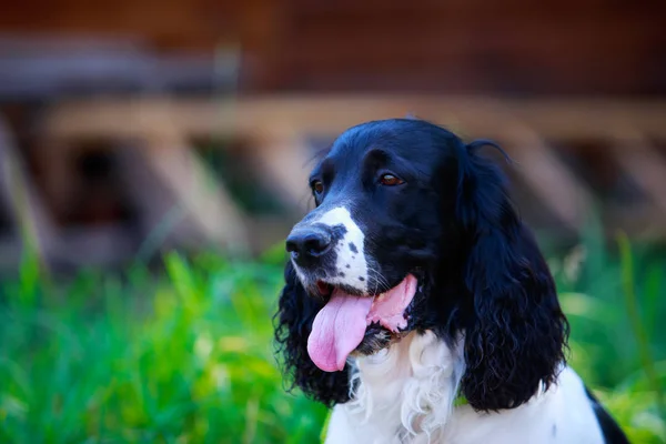 Dog breed Russian hunting spaniel — Stock Photo, Image